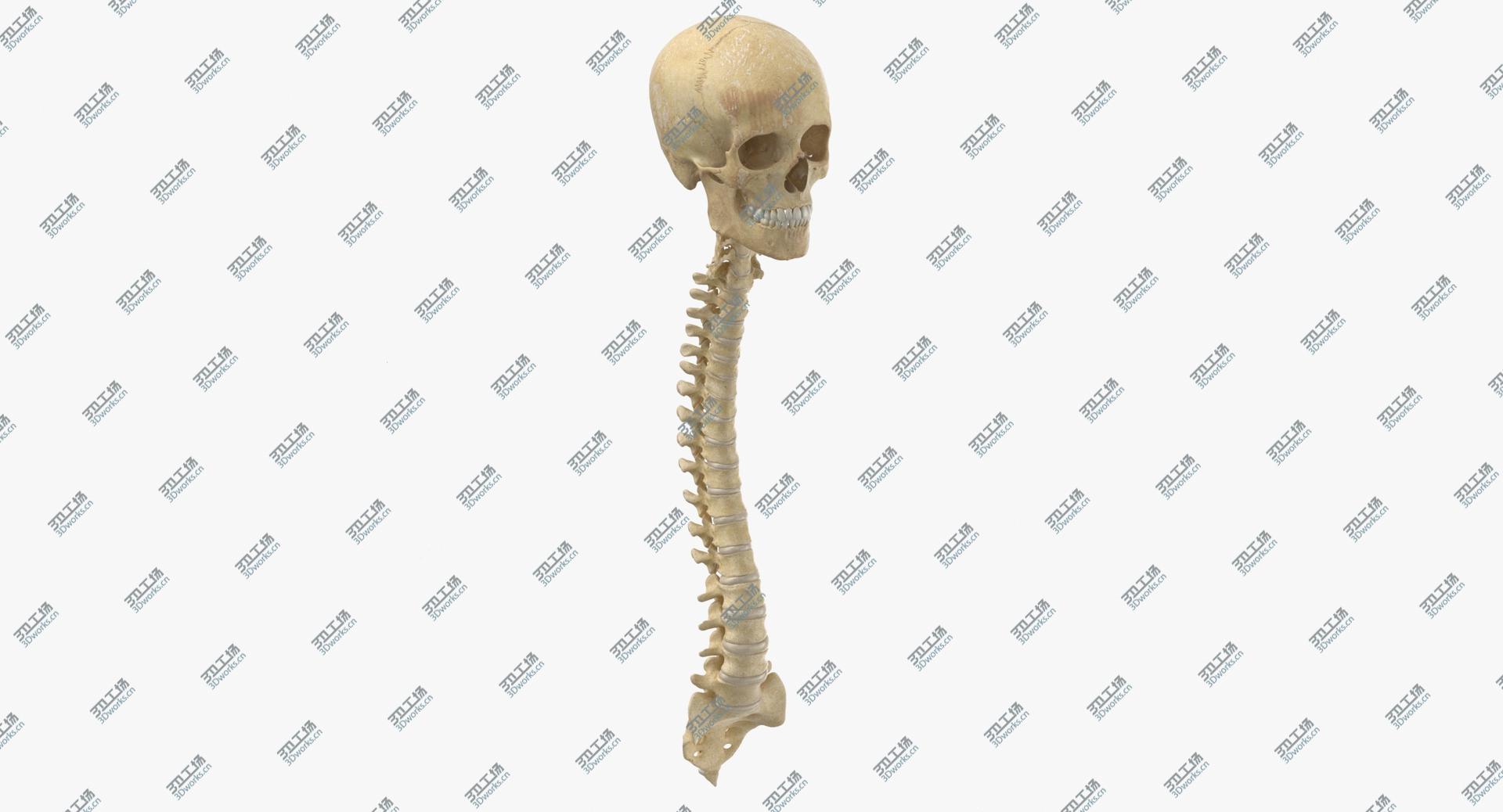 images/goods_img/202104091/Real Human Spine Bones Skull and Jaw Anatomy With Intervertibral Disks 01 3D model/1.jpg